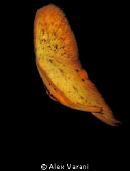 juvenile platax orbicularis by Alex Varani 